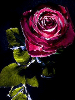 gif# #鲜花# #玫瑰# 灬铃兰灬采集