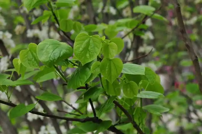 白花紫荆cercischinensisfalba