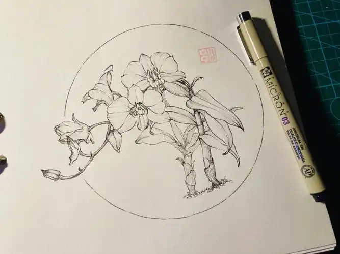 针管笔手绘石斛