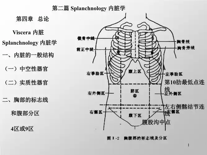 消化系统5幻灯片.ppt