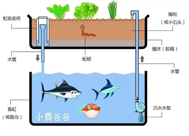 建造"鱼菜共生"系统所需的材料及设计方案
