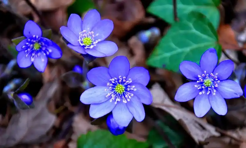 hepatica nobilis,spring,blue,nature,flower,plant,purple