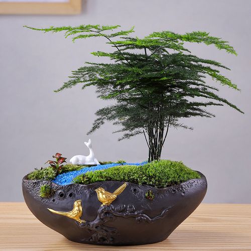 文竹盆栽长青植物好养室内办公净化空气四季常青造型盆景观赏花卉养殖