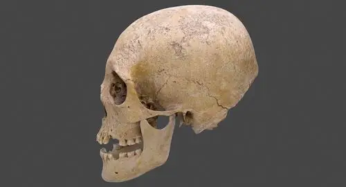 真正的人类头骨3d模型