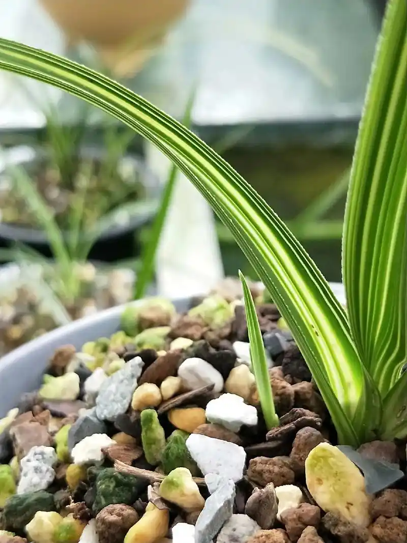 矮种鳞生体中透缟水晶,有型有艺有色! - 抖音