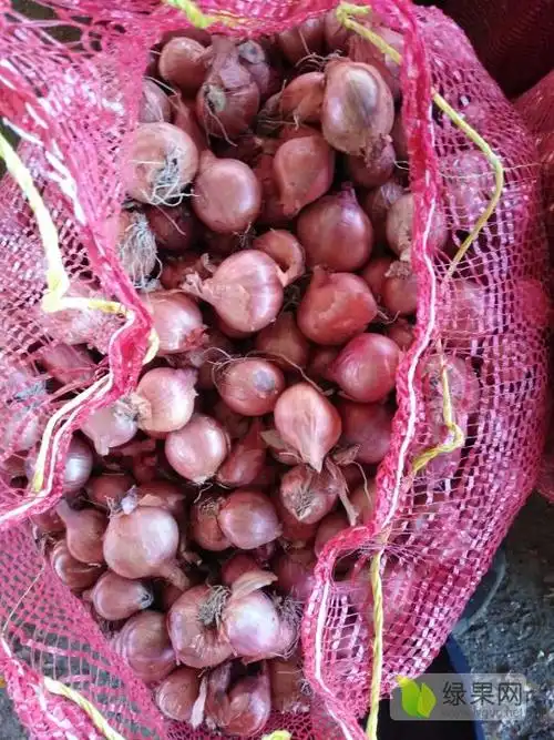 供应大量供应精品手选大毛葱毛葱栽子鬼子葱珠葱