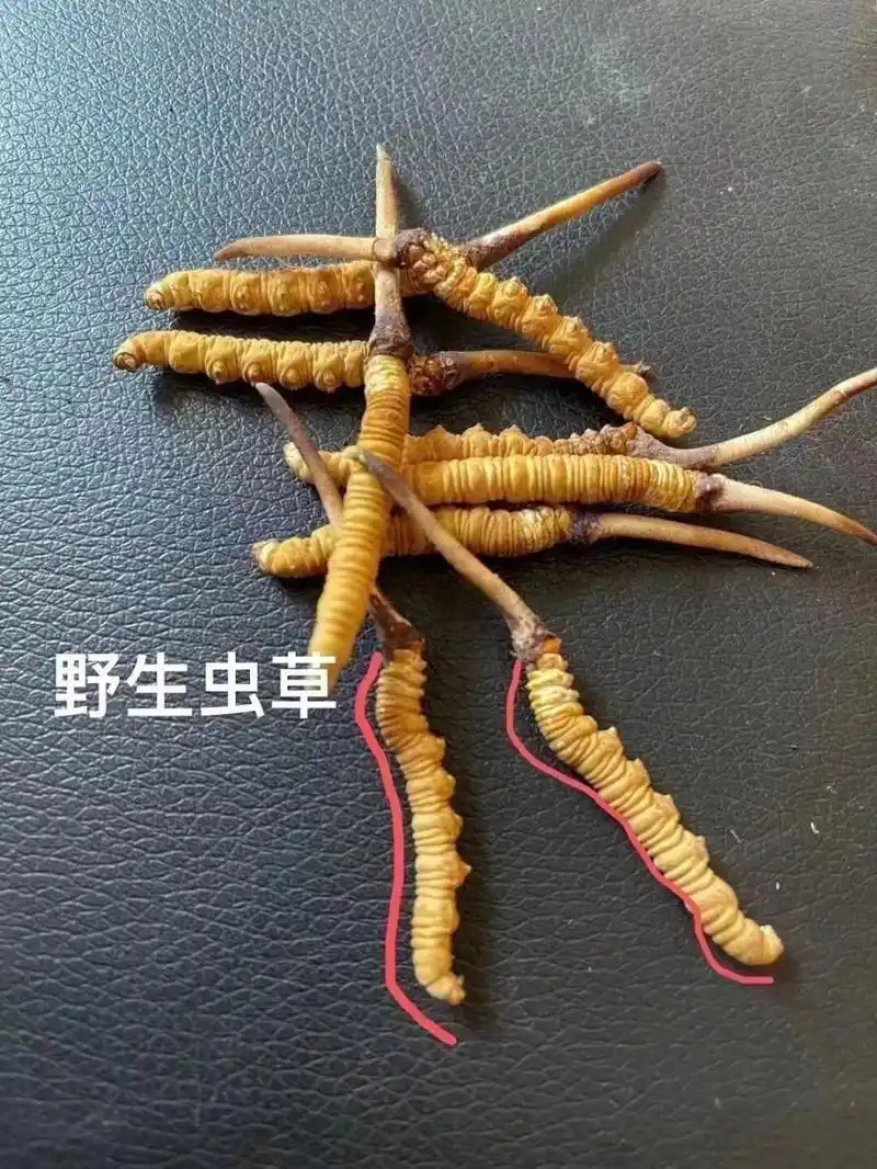 一张图带你了解真假虫草