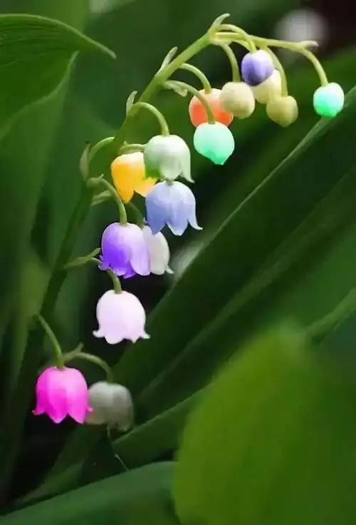 速看!两千年难得一见的稀世奇花!