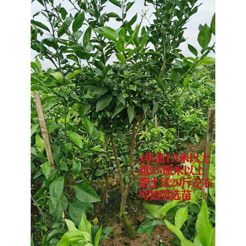 醉春木沃柑苗香橙嫁接沃柑树苗沃柑橘苗晚熟柑嫁接柑橘苗川果苗木直销