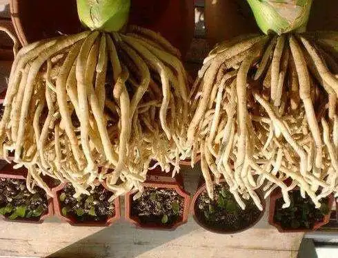 君子兰养根的"密码",用点"好土",长得满盆都是"胖白根"