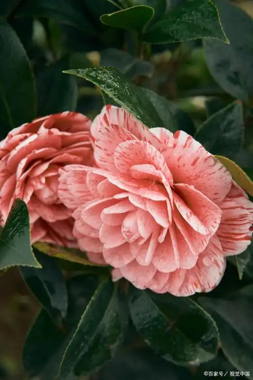 此外不同颜色的茶花有不同含义,白山茶天真纯洁,红山茶天生