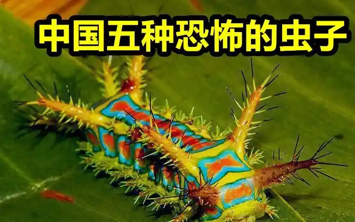 昆虫的特征(昆虫记中昆虫的外形和生活特征)