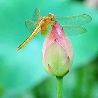 荷花蜻蜓微信头像_微信头像图片大全