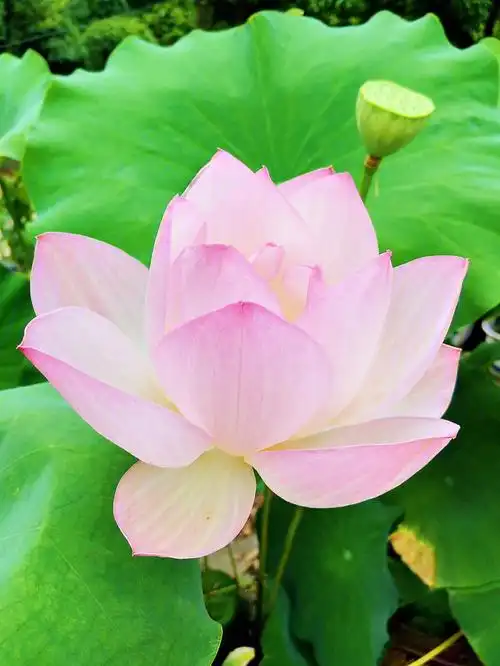 这就是夏天应该看到的颜色吧…最近各地的荷花陆续开放,美美哒荷花