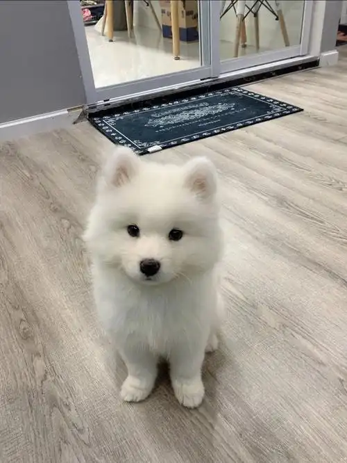 萨摩耶幼犬宝宝需要主人过来领养咯咯