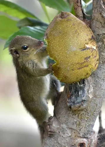 【图片10】院子中的小动物之一--树鼩--蜂鸟论坛照片套图