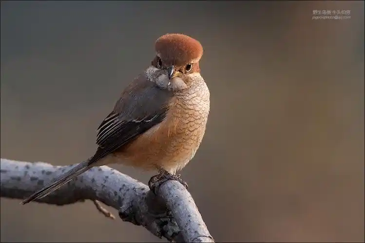 野生鸟类牛头伯劳