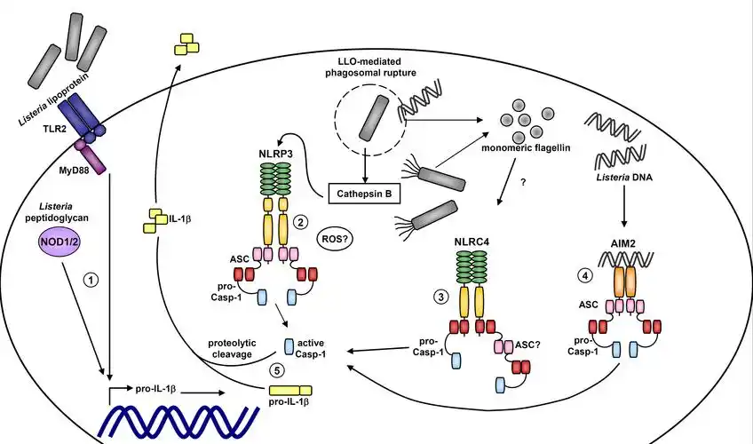 listeria monocytogenes