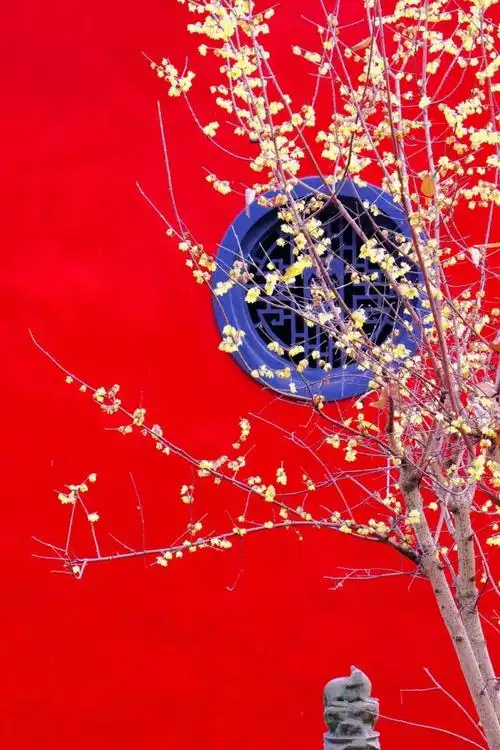 广德寺的红墙黄梅让小编心醉不已,围着那几株仿若遗世独立般的腊梅树