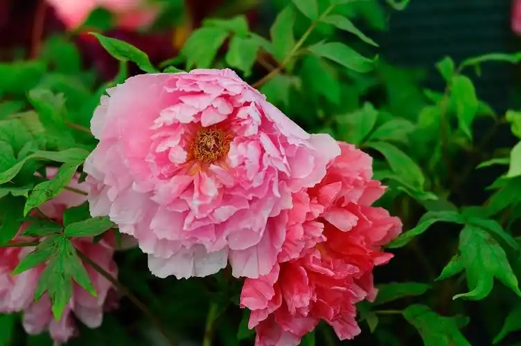 2011洛阳精品牡丹展--祝所有的摄友新春快乐)