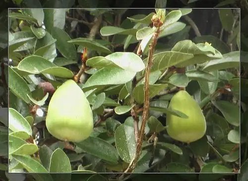 薜荔(学名:ficus pumila linn.)又名凉粉子,木莲等.
