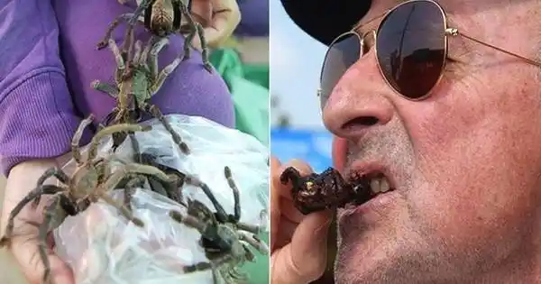 柬埔寨人快把毛狼蛛吃绝种了,喜欢蜘蛛喜欢密集的看看