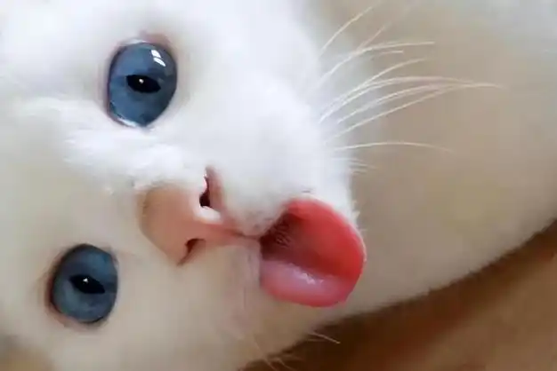 猫咪吐舌头的行为真不是卖萌而是在暗示铲屎官