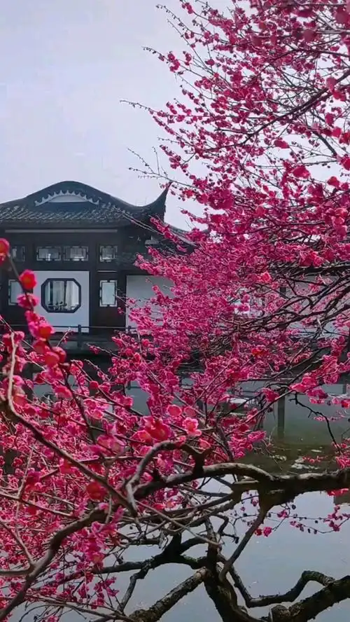 三月桃花开美景大自然的花园美到爆值得欣赏