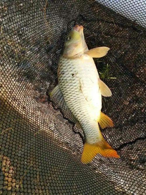 战涨河湾野生小鲤鱼–有劲儿