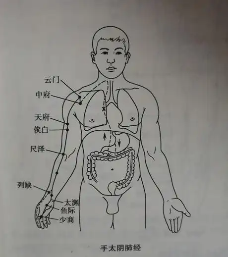 手太阴肺经