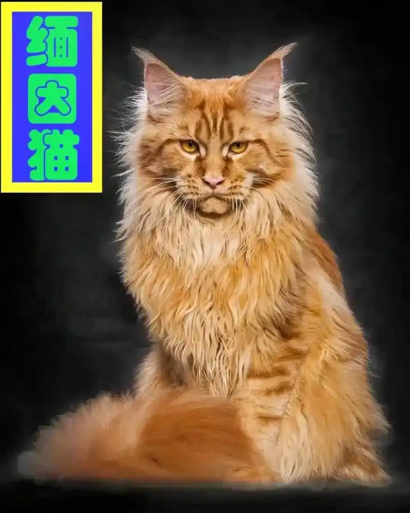 霸气侧漏的缅因猫,仿佛猛兽一样的气质!#缅因猫 缅因猫是美国 - 抖音