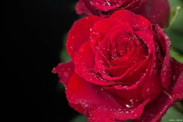 玫瑰花优雅娇艳的外表和芳香的气味,总能给人带来浓浓的情感.