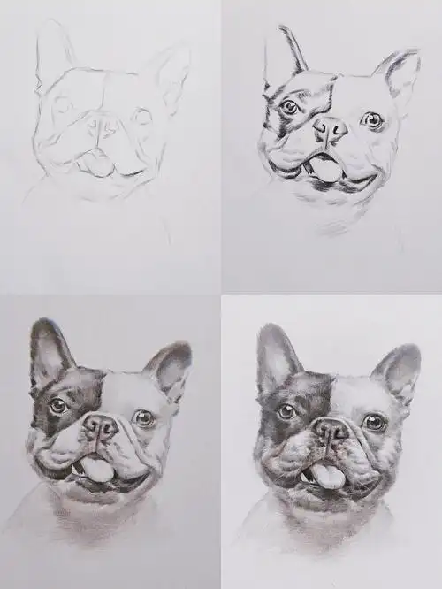 斗牛犬素描绘画步骤
