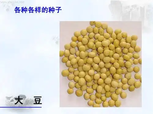 新人教版七年级生物上册《种子植物》ppt