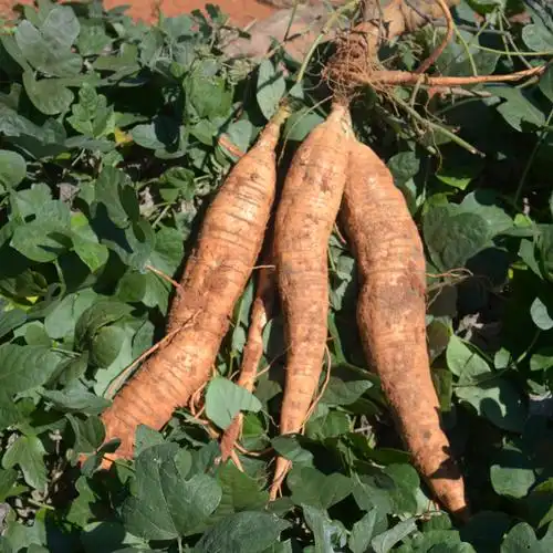 葛根云南高原新鲜现挖正宗粉糯煲汤农家5斤其它