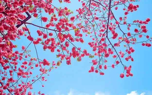 迎来春光明媚的三月,请欣赏人间动人的风景吧|春天里|大自然|踏青赏花