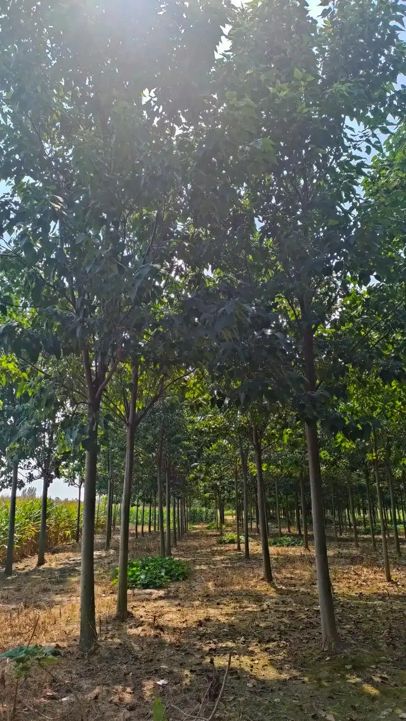 金丝 供应楸树 城市绿化树种.畅春苗木,用心种植楸树,楸树苗 - 抖音