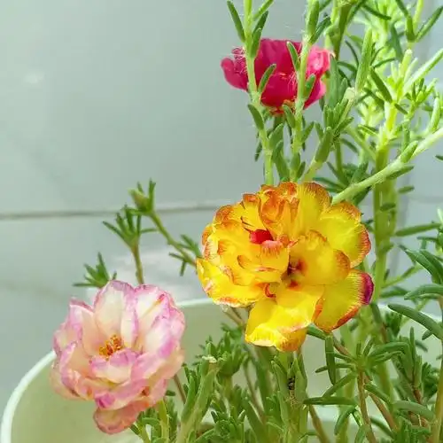 广东#太阳花#重瓣太阳花#重瓣宿根太阳花#籽播太阳花#阳台#阳台花园