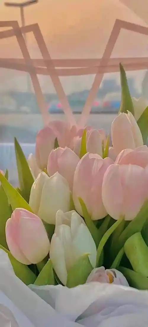 「壁纸」ins精选高级感壁纸分享_表示歉意_图片_来自