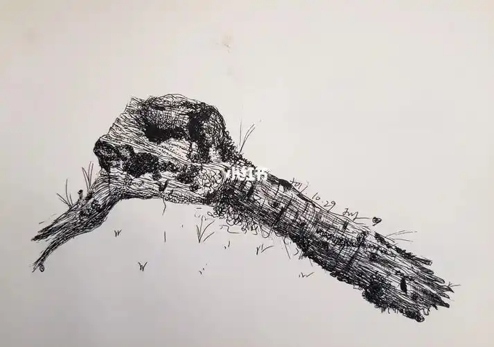 每日一画16线描写生枯枝