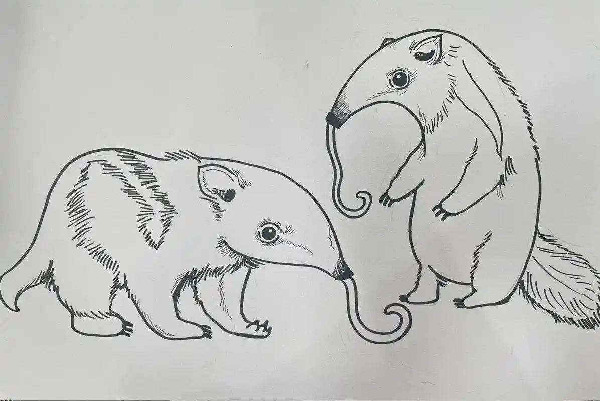 《食蚁兽92》附步骤|5-7岁 98教学重点:通过图片形式带小朋友认识