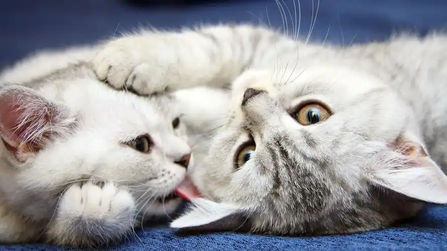首页 动物与鸟 猫 两个白色的猫玩 壁纸 当前尺寸:1920x1080,你可以