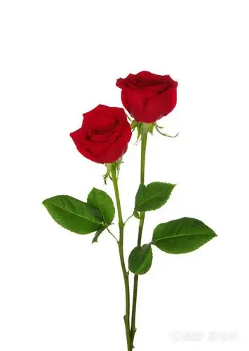 两个红玫瑰