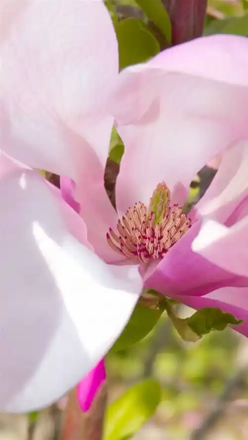 唯美意境,植物,唯美,粉色鲜花,植物,花瓣,意境,手机壁纸唯美粉色花瓣