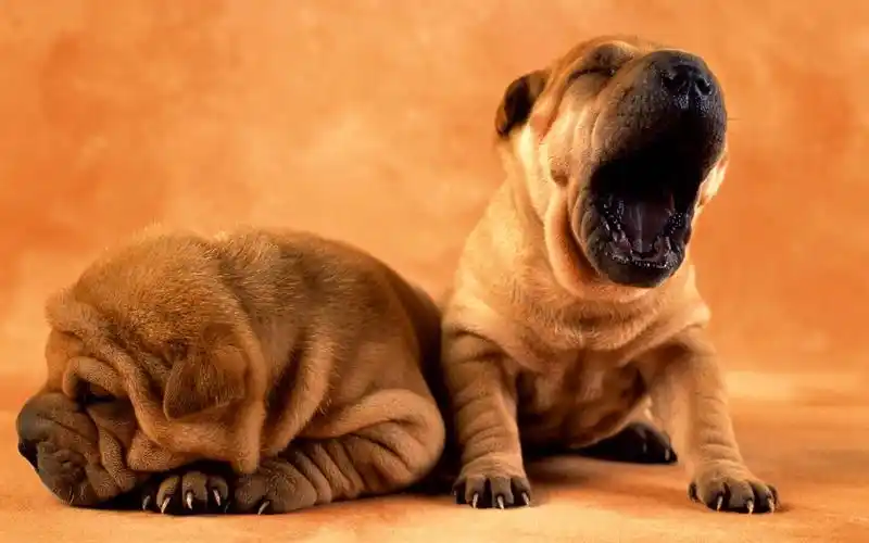 超大高清晰宽屏小狗写真壁纸