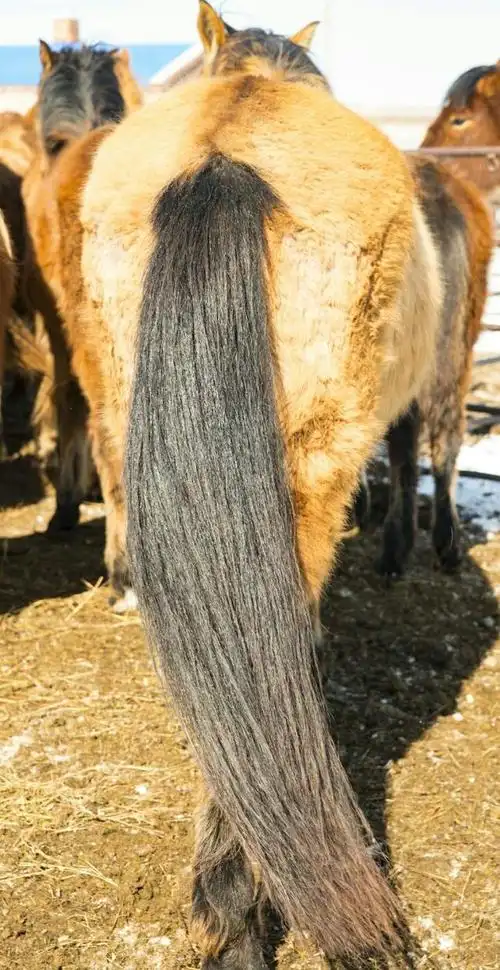 记得一部电影里的台词"马尾巴的功能",咱就研究一下马尾巴功能