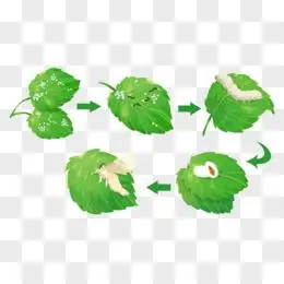 卡通手绘蚕宝宝进化合集免抠素材