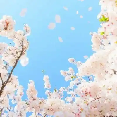 顺风顺水招财微信头像 事业会走运的微信头像大全 - 微信头像 - 潮人