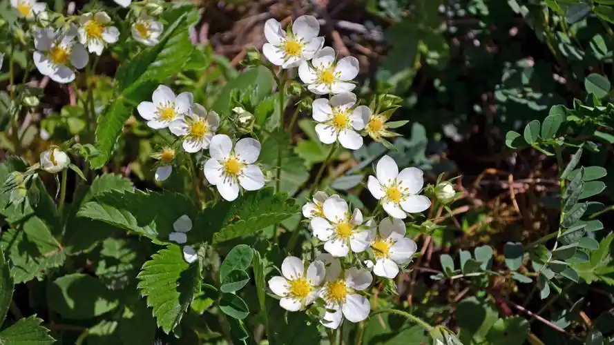 盛开的草莓花图片桌面壁纸