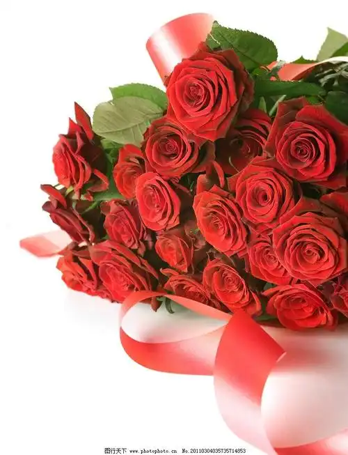 包含2朵红玫瑰花代表什么意思的词条